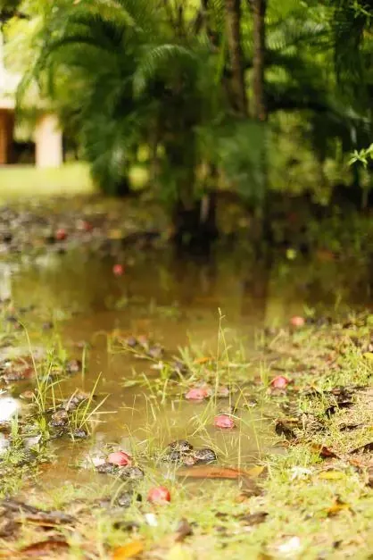 flooded yard and lawn